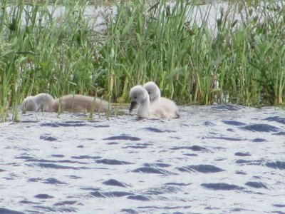 Swan -signets.jpg