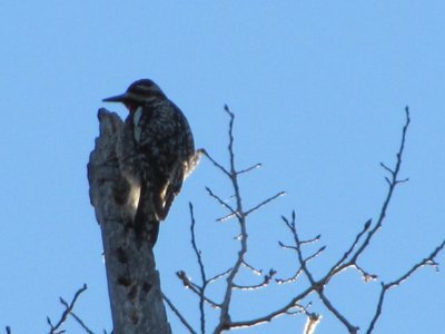 Woodpecker.jpg