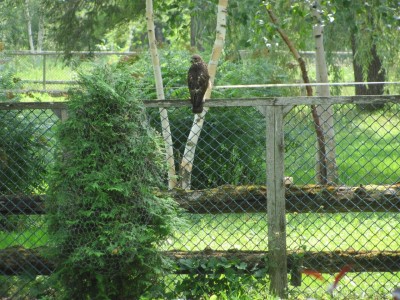 Falcon on the fence.jpg