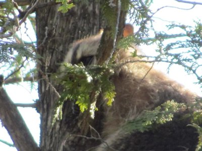 Raccoon 1.jpg