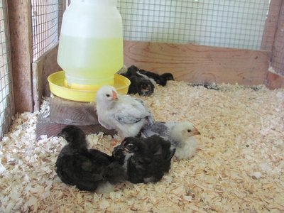 Chick 3 around the water cooler.jpg