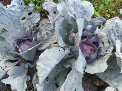 Cabbages.jpg
