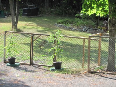Tomato plants in the back yard July 31.jpg