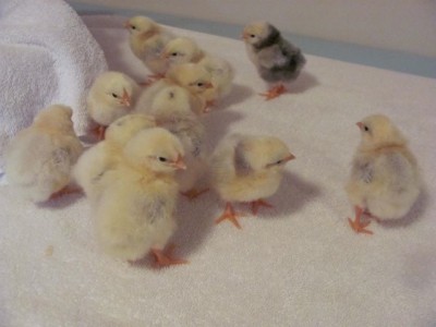Wy chicks 48 hrs.jpg