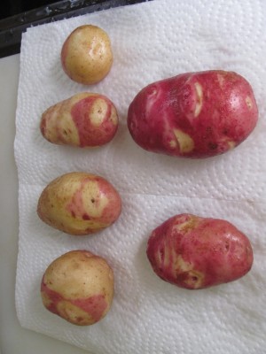 de - hybridization- potatoes.jpg
