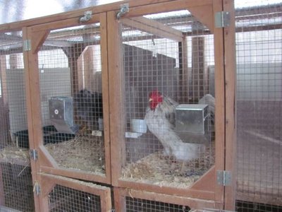 Barn Cockerel storage.jpg