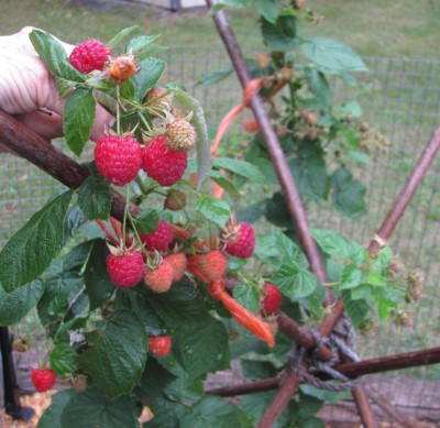 Raspberries fall crop, Sept 5 long weekend.jpg