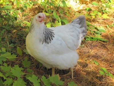 Gill's Blue Columbian.jpg