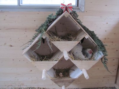 Nest boxes New stall.jpg