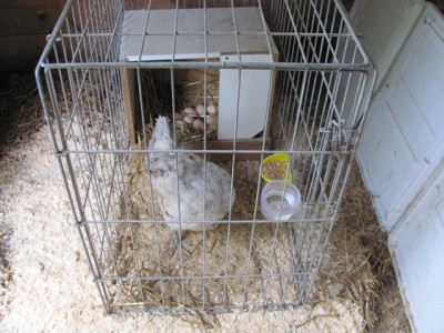 Large dog crate in separate pen