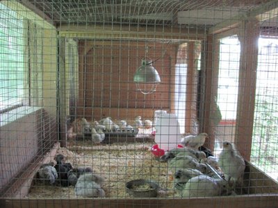 Barn brooder chicks 2.jpg