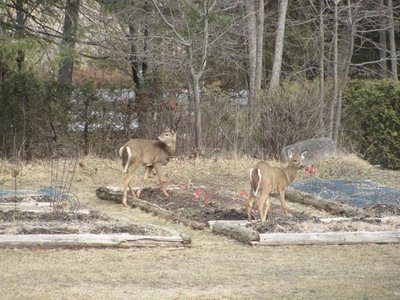 Bambies in the garden.jpg