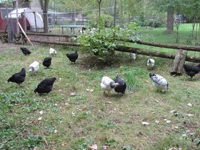 2018 pullets almost 4 month.jpg