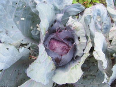 Red cabbage.jpg