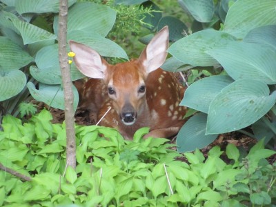 Bambi close up.jpg