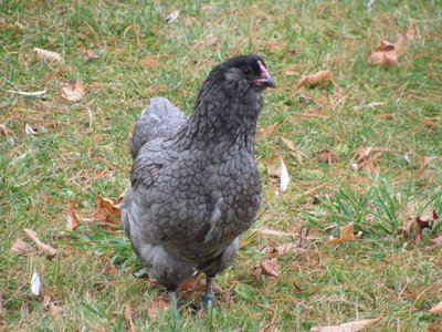 Amer. Blue hen #2 after molt.jpg