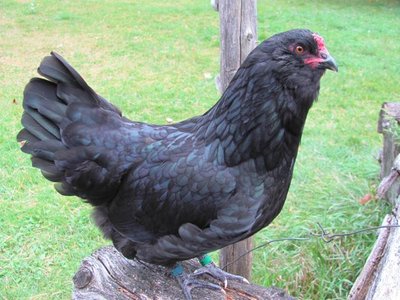 Am Black hen.jpg