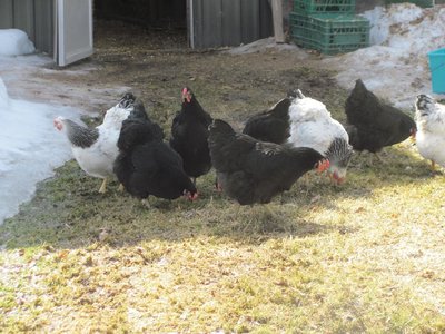 Pullets 10 month.jpg