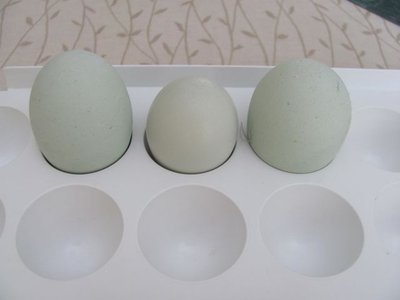 Egg size .jpg