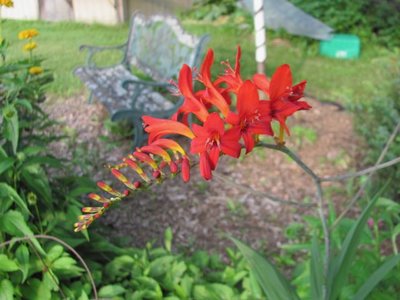 Crocosmia Lucifer.jpg