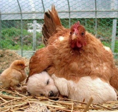 Hen and pup.jpg