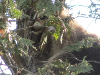 Raccoon 2.jpg