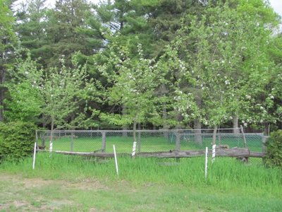 Apple trees from seeds.jpg