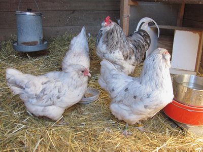 Splash Ameraucanas.jpg