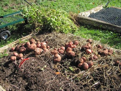 potatoes.jpg