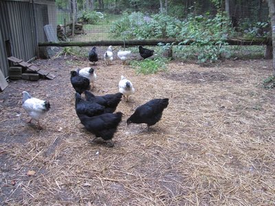 2018 pullets small run.jpg