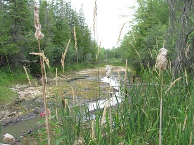 Creek july 5 2016.jpg