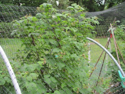 Raspberries 4 year old plant June,.jpg