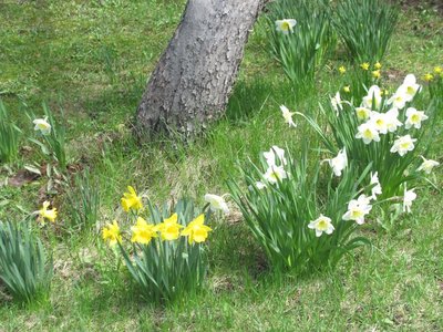 Dafodils under the old apple tree.jpg