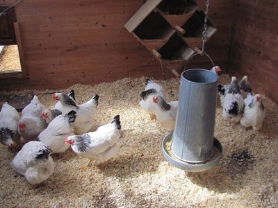 Combining hens and pullets 2018 (1).jpg