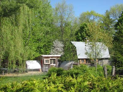 Apple tree behind barn.jpg