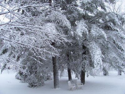 Pines under snow.jpg