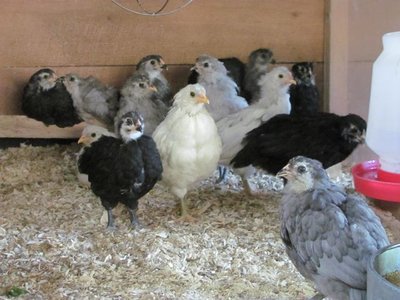 Chicks roosting 4 weeks.jpg