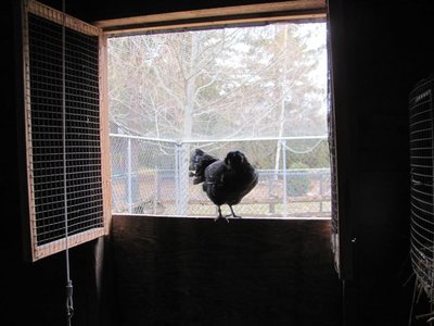 Am, Black in the window.jpg