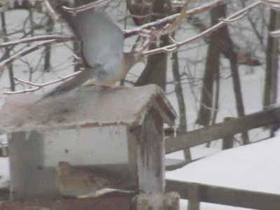 Mourning doves.jpg