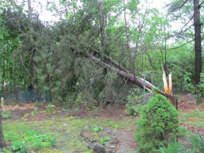 Spruce down...jpg
