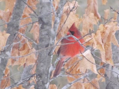 Cardinal.jpg