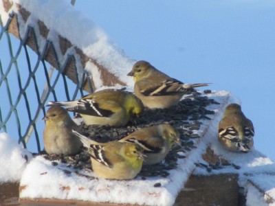 at the bird feeder.jpg