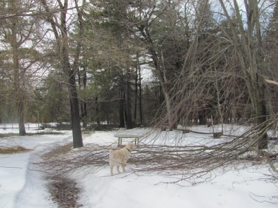 Silver maple After the storm.jpg