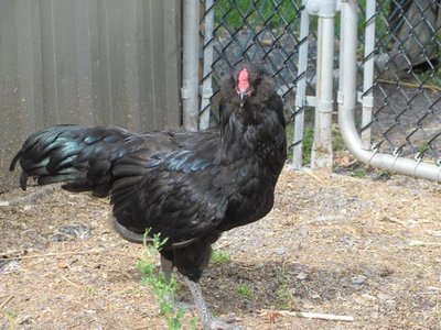 Black Ameraucana cockerel 2.5 month.jpg