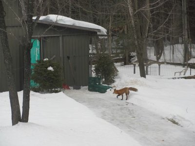 Fox.jpg
