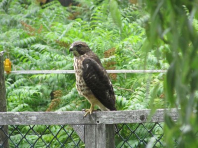 Falcon on the fence 2.jpg