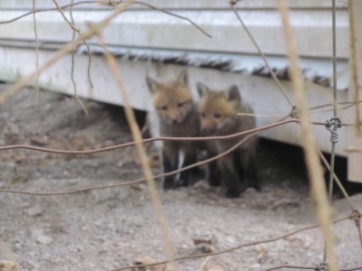 fox kits.jpeg