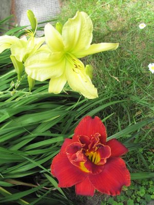 Day lilly .jpg