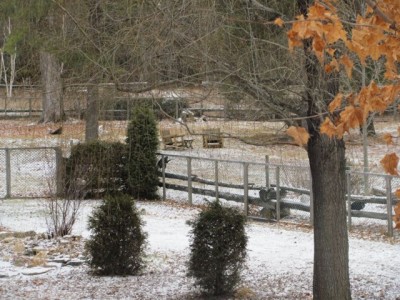 Free range Dec 20, 2015.jpg