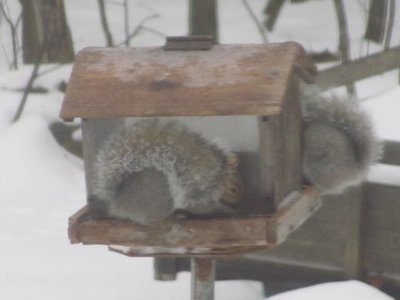 Gray squirels.jpg